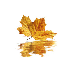 Golden Autumn Maple Leaf Reflection on Still Water