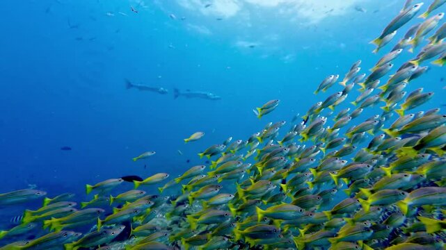 School of Yellowtail Fish with Barracudas in the Distance, Pulau Redang, Malaysia