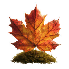 Fototapeta premium Single Autumn Maple Leaf on Moss