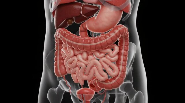 Detailed 3D rendering of the human digestive system highlighting intestines and stomach
