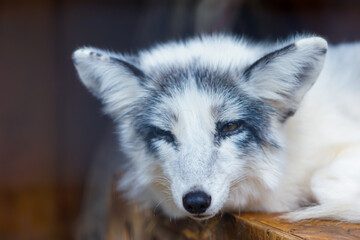 A striking Arctic fox with white and gray fur gazes calmly while resting on a wooden surface.