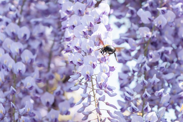 満開の藤の花で集密するクマバチ