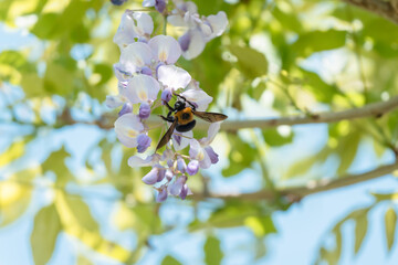 満開の藤の花で集密するクマバチ