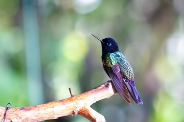 hummingbird on a branch