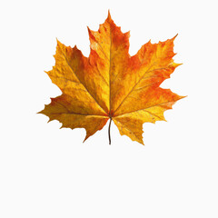 Obraz premium Single Autumn Maple Leaf on Grey Transparent background