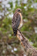 Red shouldered hawk-on the lookout