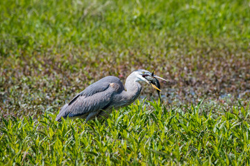 Great Blue Heron with catfish