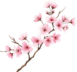 Fototapeta premium Watercolor Cherry Blossom Branch Illustration