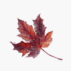 Fototapeta premium Frosted Autumn Maple Leaf - Winter's First Kiss