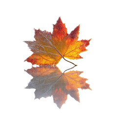 Fototapeta premium Frosted Autumn Maple Leaf with Reflection on Green Screen