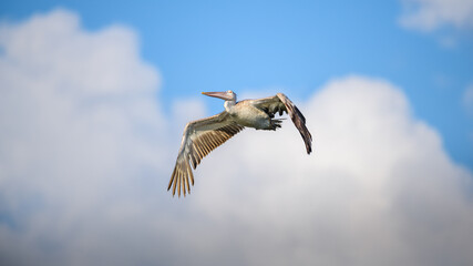 A spot-billed pelican soars gracefully through the sky, its wide wings extended against a backdrop of clouds