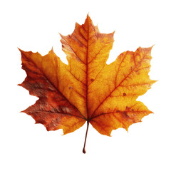 Fototapeta premium Single Vibrant Autumn Maple Leaf Isolated on Green Transparent background