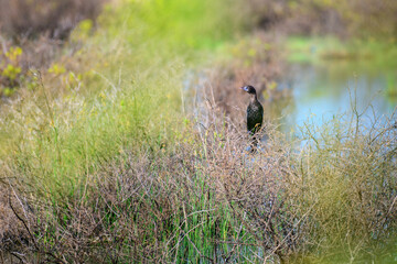 A solitary cormorant perches quietly among the dry, tangled branches beside a lush wetland in Mannar, Sri Lanka