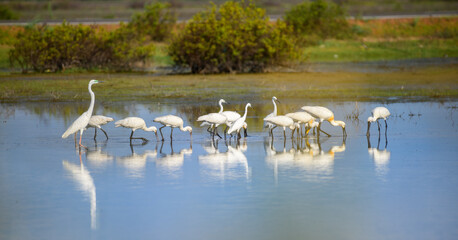 A group of Eurasian spoonbills and egrets forages in the shallow waters of a wetland in Mannar, Sri Lanka. Reflected on the still surface