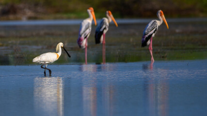 A Eurasian spoonbill wades gracefully through the shallow waters of a wetland in Mannar, Sri Lanka. Painted storks stand still in the background.