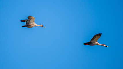 Obraz premium Pair of Indian spot-billed ducks in flight against a clear blue sky, its wings spread wide. Taken in Mannar, Sri Lanka