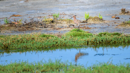Curlew sandpiper (Calidris ferruginea), a wading bird, stands by a shallow pool in the wetlands of...