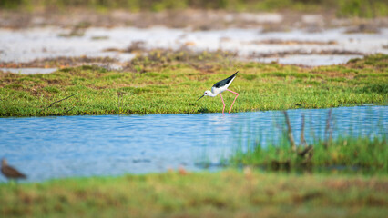 A black-winged stilt wades along the edge of a shallow lagoon in Mannar, Sri Lanka, searching for food in the grassy wetland
