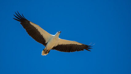 A White-bellied sea eagle soars against a deep blue sky, wings fully extended in an elegant display of strength and grace. Captured in Mannar, Sri Lanka