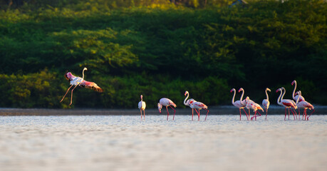 A group of greater flamingos (Phoenicopterus roseus) wades in shallow water. One bird dramatically takes flight in the warm light at Mannar, Sri Lanka © nilanka