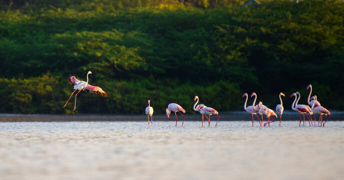 A group of greater flamingos (Phoenicopterus roseus) wades in shallow water. One bird dramatically takes flight in the warm light at Mannar, Sri Lanka