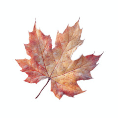 Obraz premium Frosted Maple Leaf on Vibrant Cyan Transparent background - Autumn Nature Photography