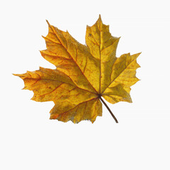 Obraz premium Single Golden Autumn Maple Leaf on Abstract Transparent background