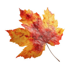 Fototapeta premium Vibrant Autumn Maple Leaf with Red and Gold Hues