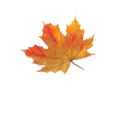 Single Autumn Maple Leaf Isolated on White Transparent background