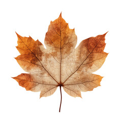 Obraz premium Delicate Dried Maple Leaf, Autumnal Colors, Isolated on Green Transparent background