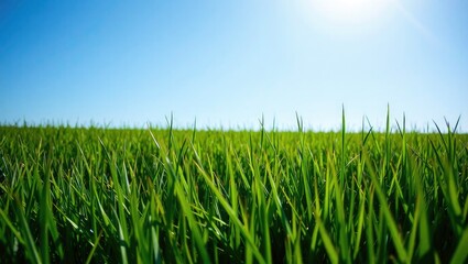 Lush Green Meadow Under Azure Sky - Perfect for Outdoor Product Photography