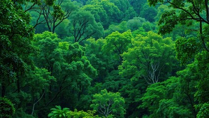 Lush Green Rainforest Canopy Wallpaper - 8K Nature Background