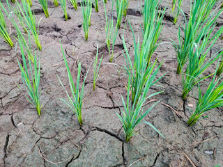 Rice seedlings in a paddy field growing racked and dry soil in arid areas landscape
