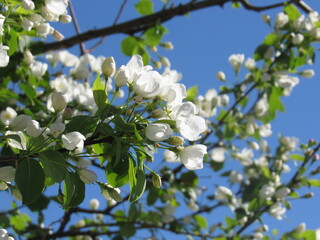 blossoming apple tree