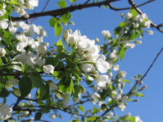 apple tree blossom