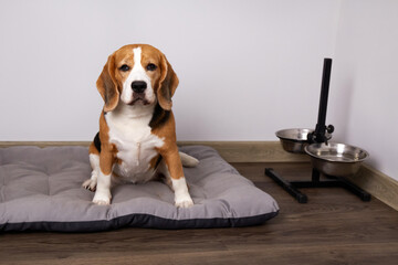 Beagle dog sits on a soft bed