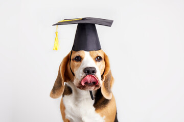 Beagle dog wearing graduation cap poses with tongue out in studio setting