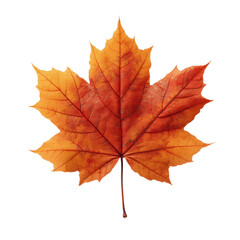 Obraz premium Single Vibrant Orange and Red Autumn Maple Leaf Isolated on Green Transparent background