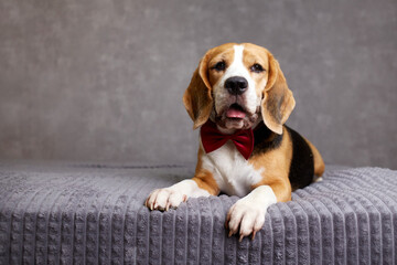  Smart beagle dog in red bow tie lying on bed