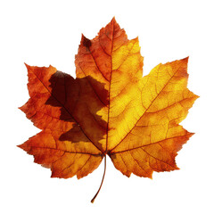 Fototapeta premium Single Autumn Maple Leaf with Shadow, Vibrant Fall Colors