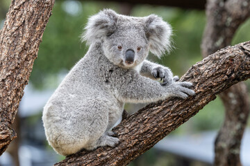 Close up of captive young Koala in an Australian zoo