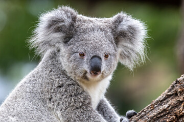 Close up of captive young Koala