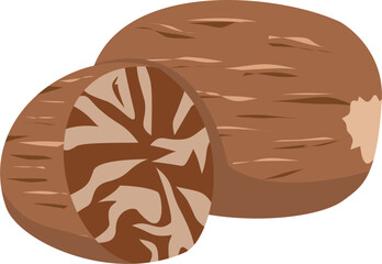 Nutmeg or Pala Indonesian spice illustration
