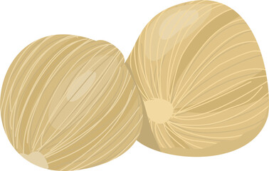 Kapulaga Indonesian spice illustration 