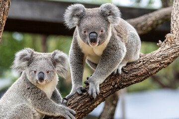 Naklejka premium Close up of captive Koala's in an Australian zoo