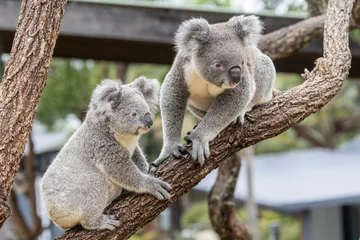 Fototapete Koala Close up of captive Koala's in an Australian zoo  © Ken Griffiths