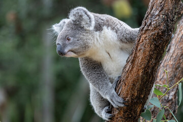 Close up of captive Koala in an Australian zoo