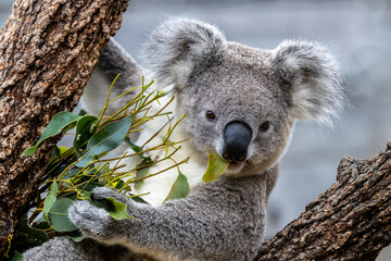 Close up of captive young Koala feeding on gum leaves