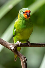 Captive Little Lorikeet perched in avairy