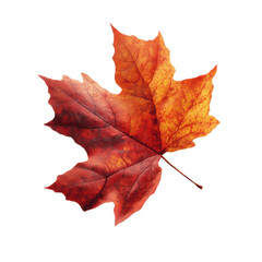 Single Vibrant Red and Orange Autumn Maple Leaf Isolated on Green Transparent background